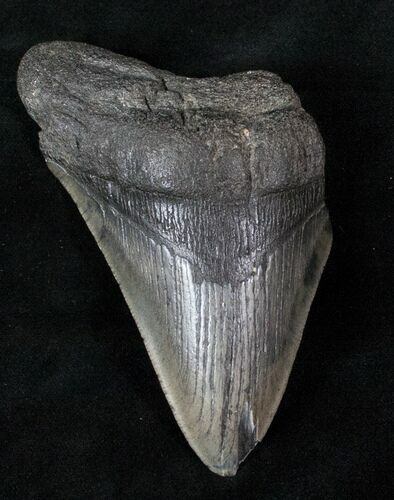 Partial Megalodon Tooth From Georgia #12667